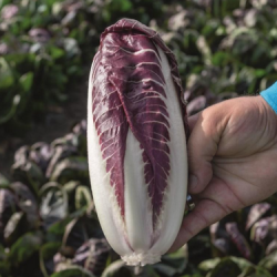 Cykoria Caravaggio 10 000 nasion pellets st